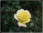 foto Fiori